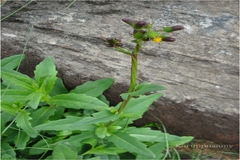 Gynura nitida